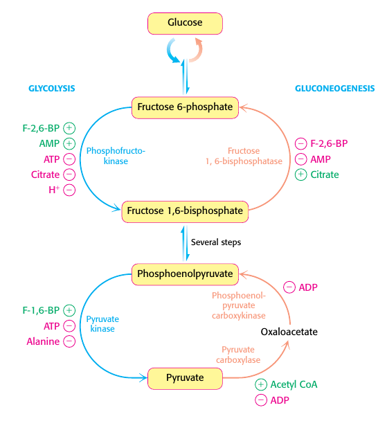 glukoneogenes_glykolys_i_levern
