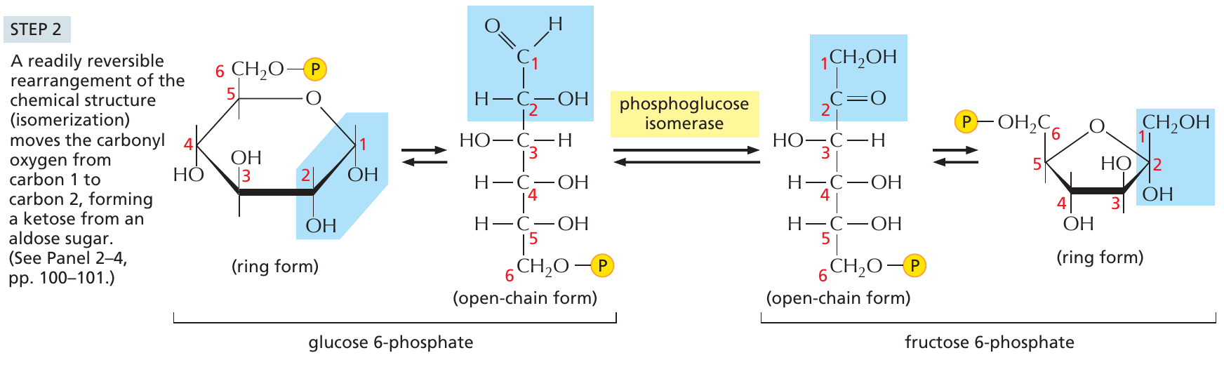 glykolys_2