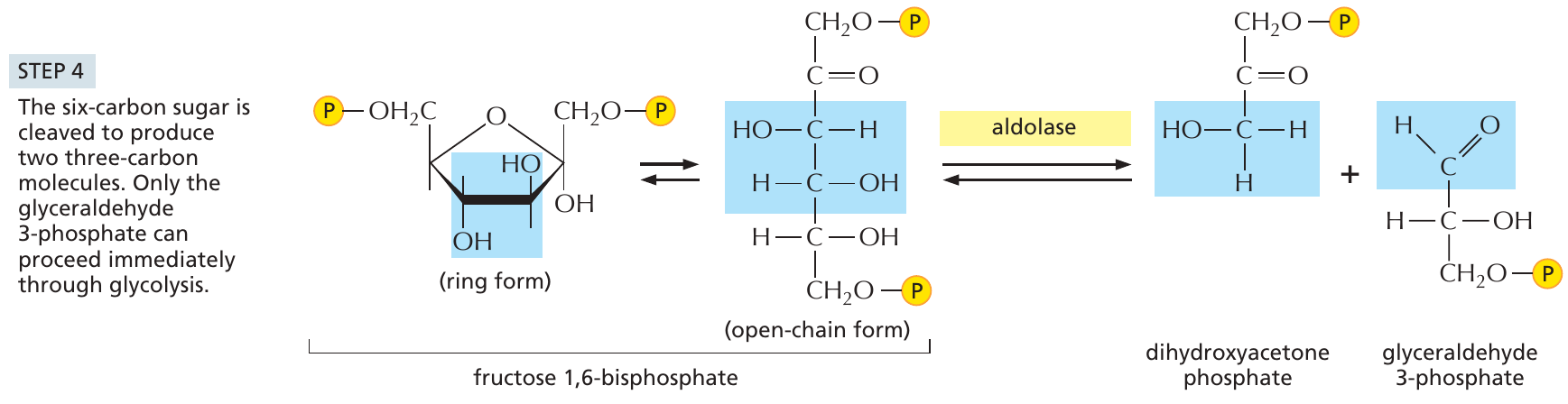 glykolys_4