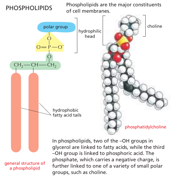 fosfolipid
