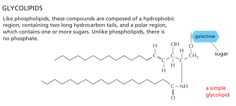 glykolipid