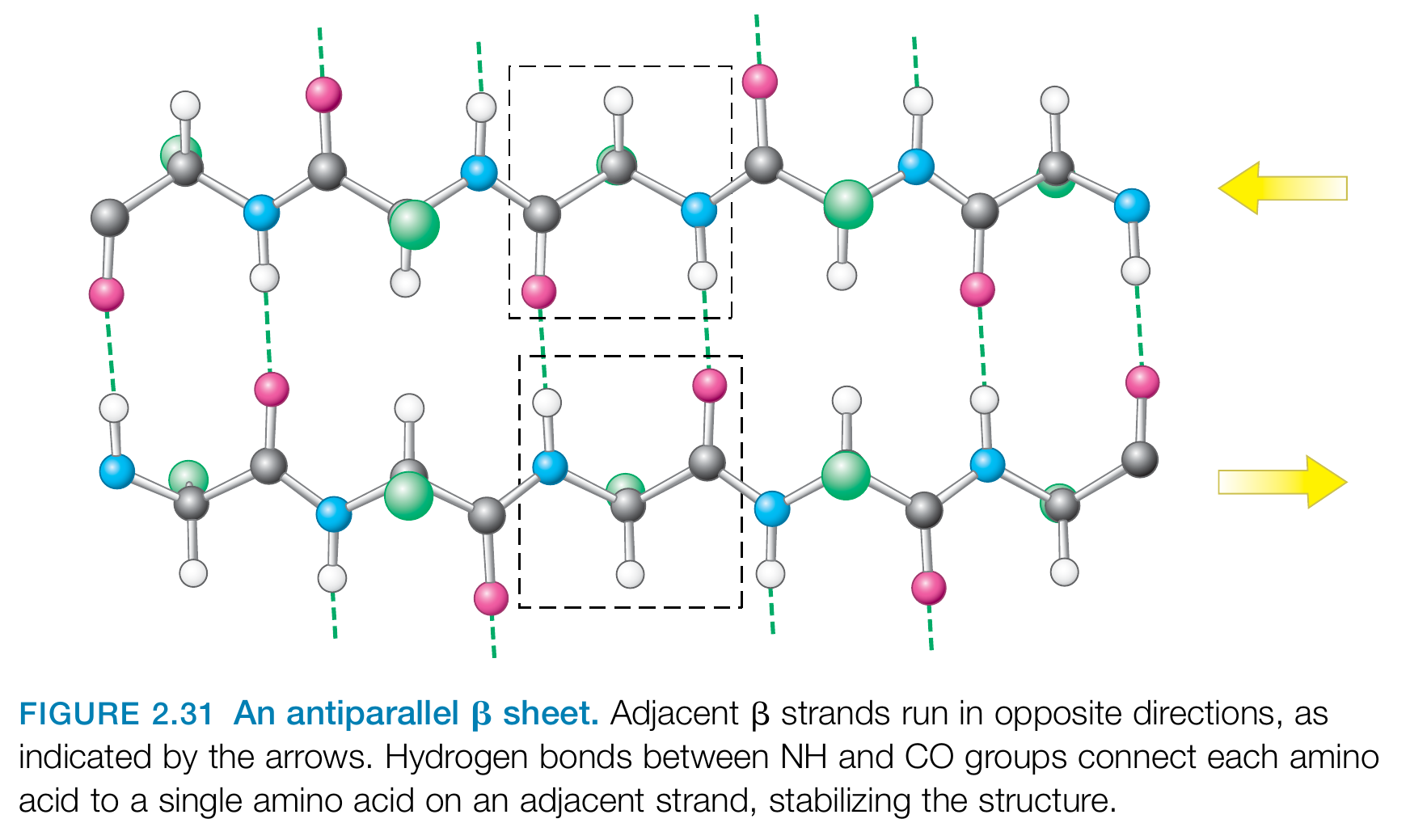 beta_tråd_antiparallell