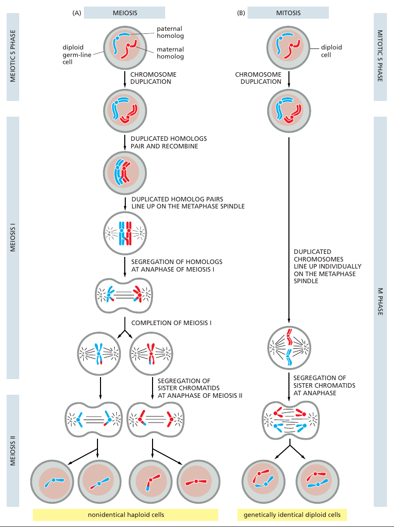meios_mitos_skillnad