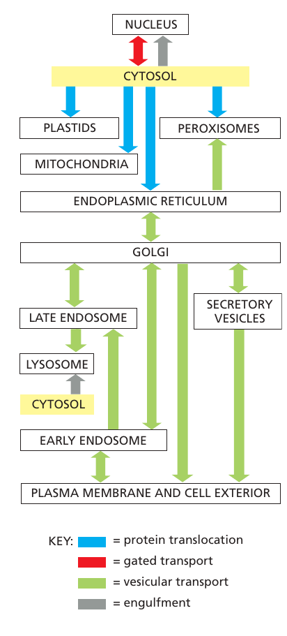 transport_inuti_cell