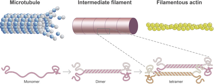 cytoskelett_filament