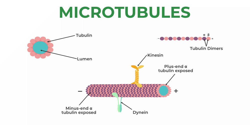 cytoskelett_mikrotubuler