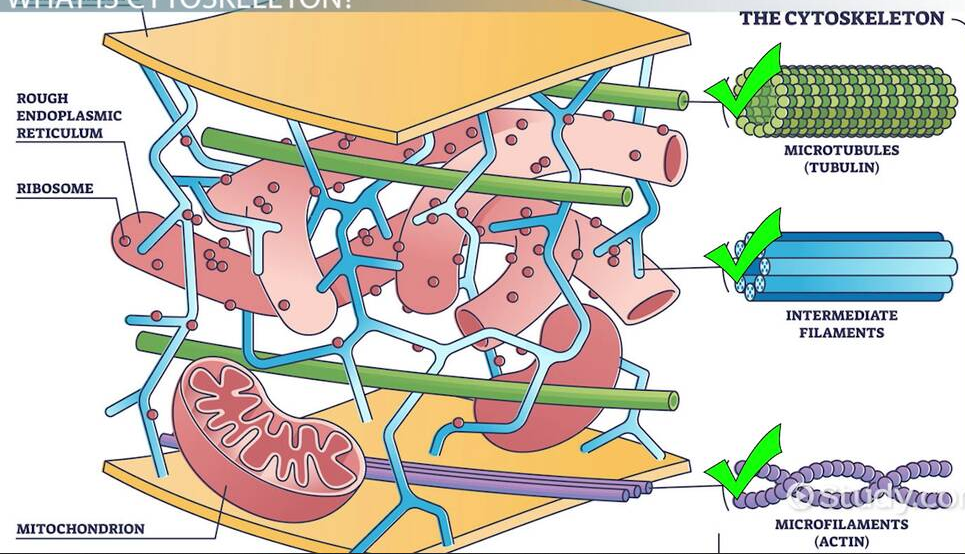 cytoskelett_sammanhållning