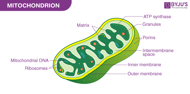mitochondrion_anatomi