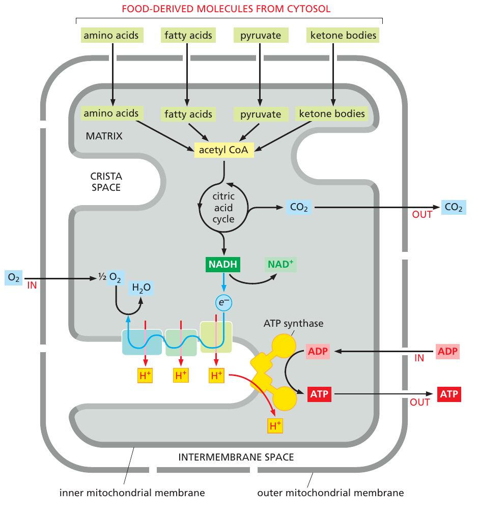 mitokondrie_metabolism