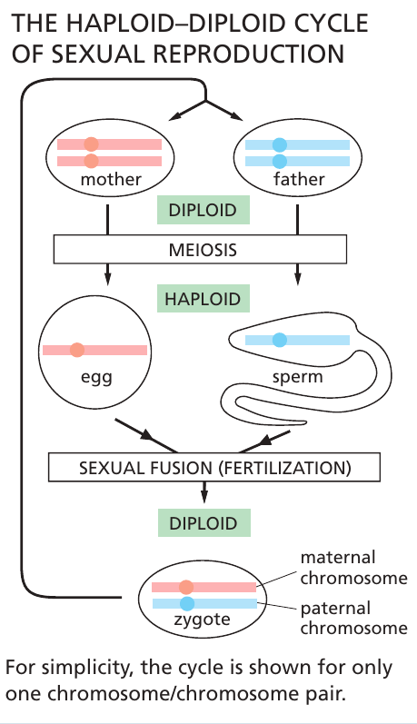 haploid_diploid