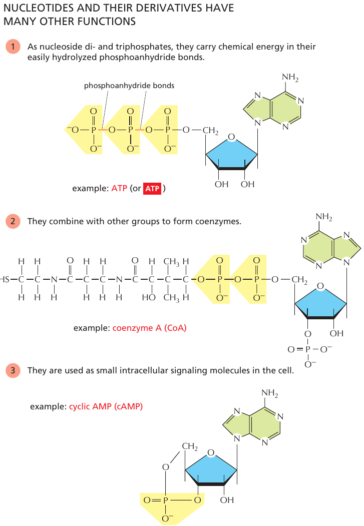 nukleotid_derivat_roller