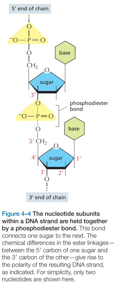 nukleotid_fosfodiester