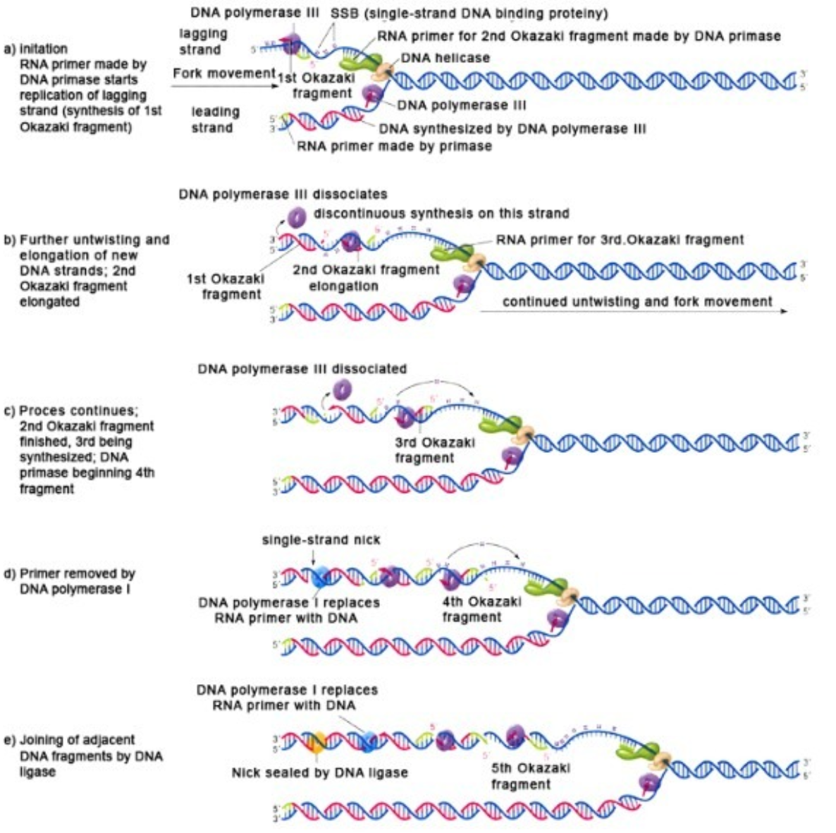 dna_replik_byta_ut_primer