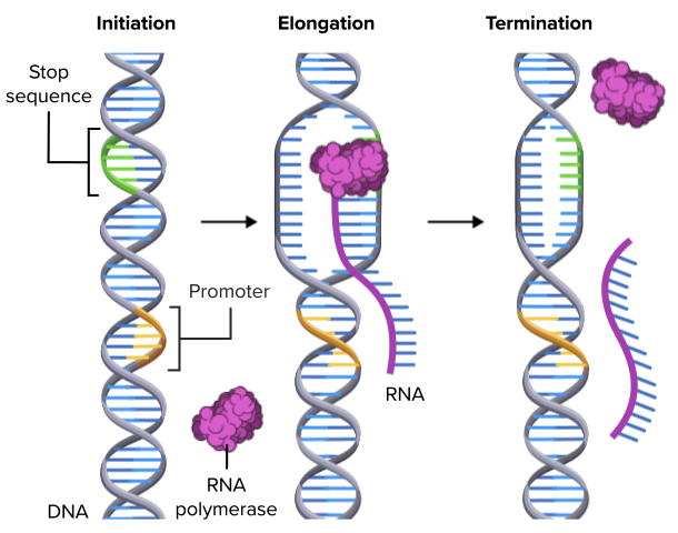 dna_transk