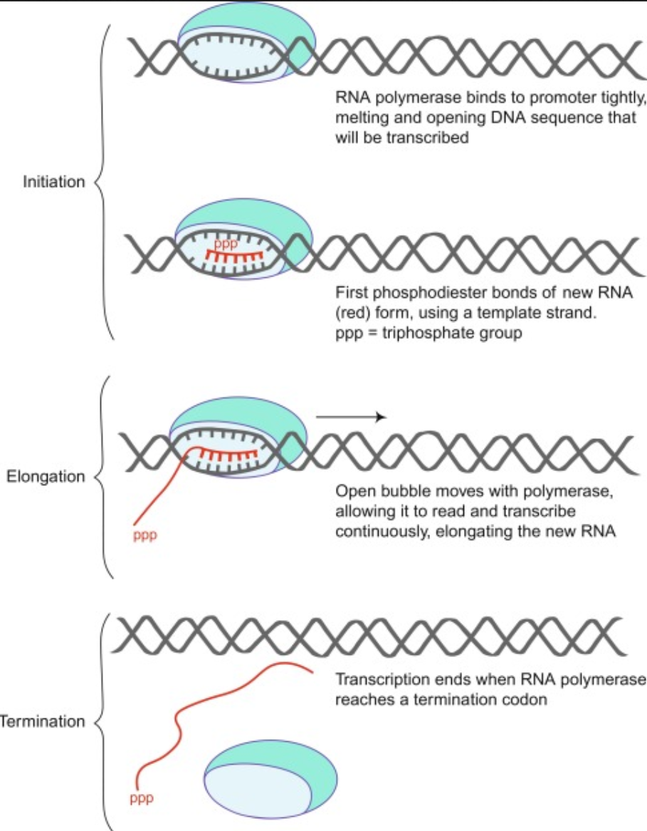 dna_transk_överblick