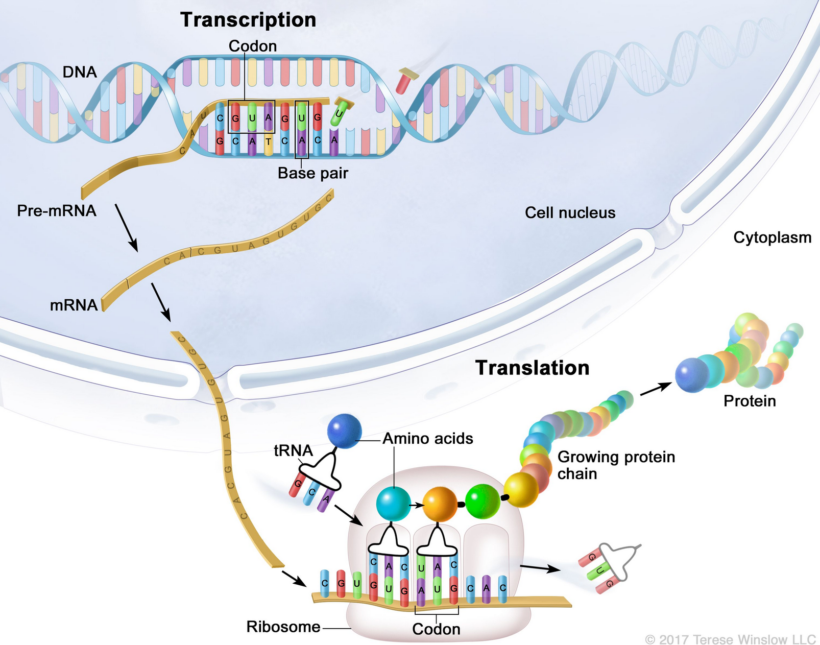 dna_transl_proteinkedja