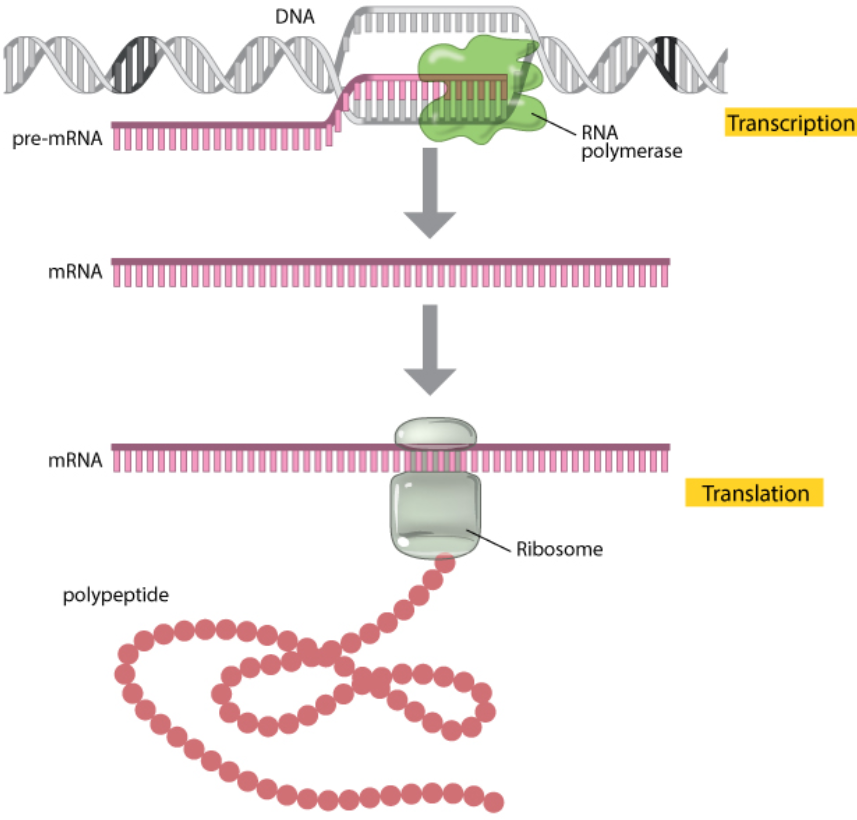 dna_transl_överblick