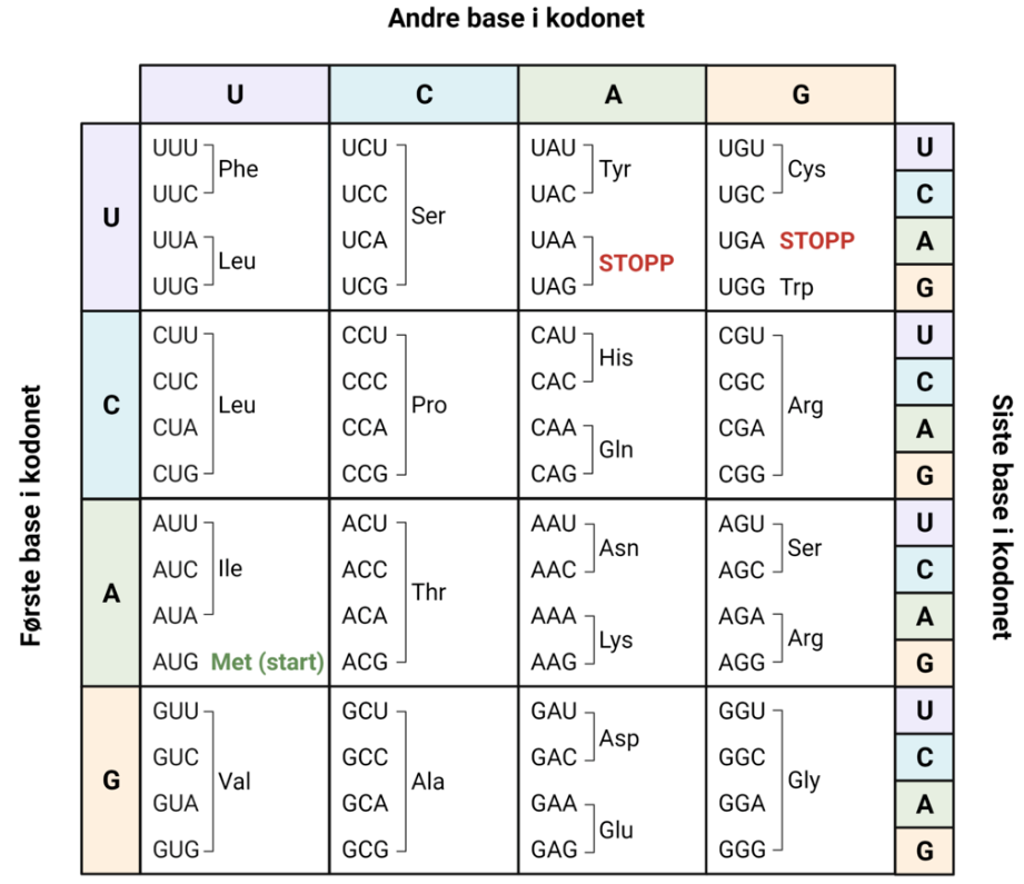 protein_kodoner_norsk