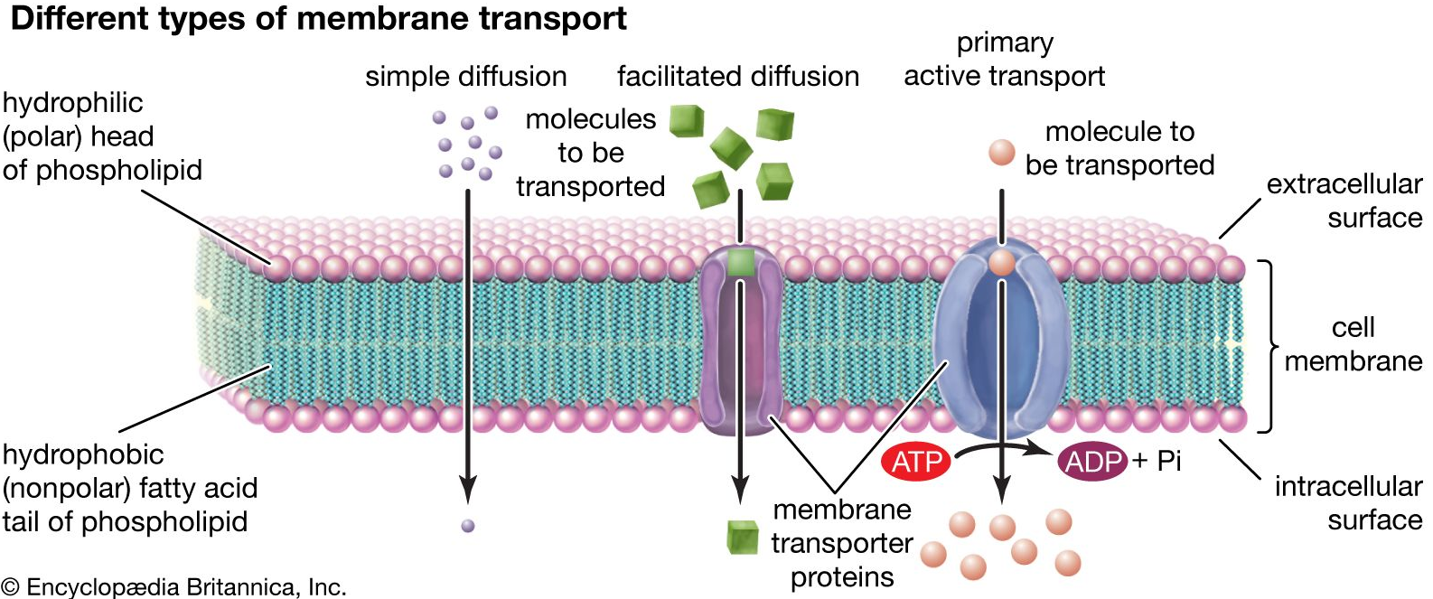 membrantransport_extra