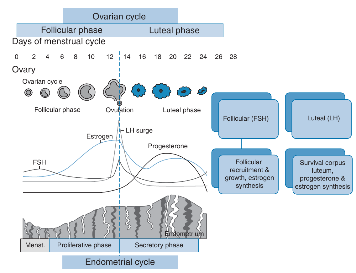 faser_äggstockscykeln