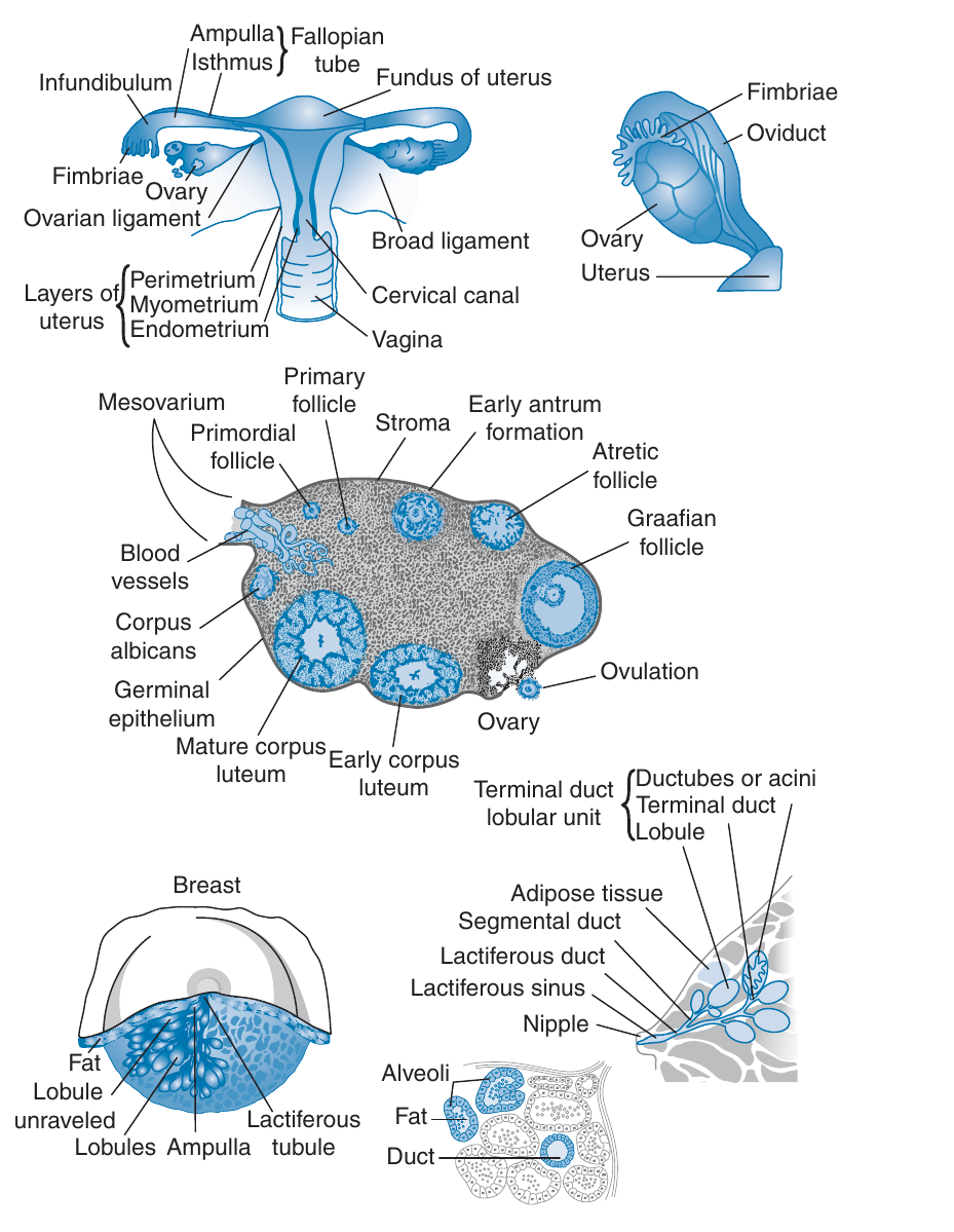 kvinnlig_reproduktion