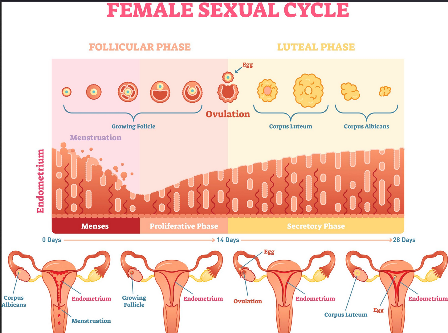 kvinnlig_sexuell_cykel