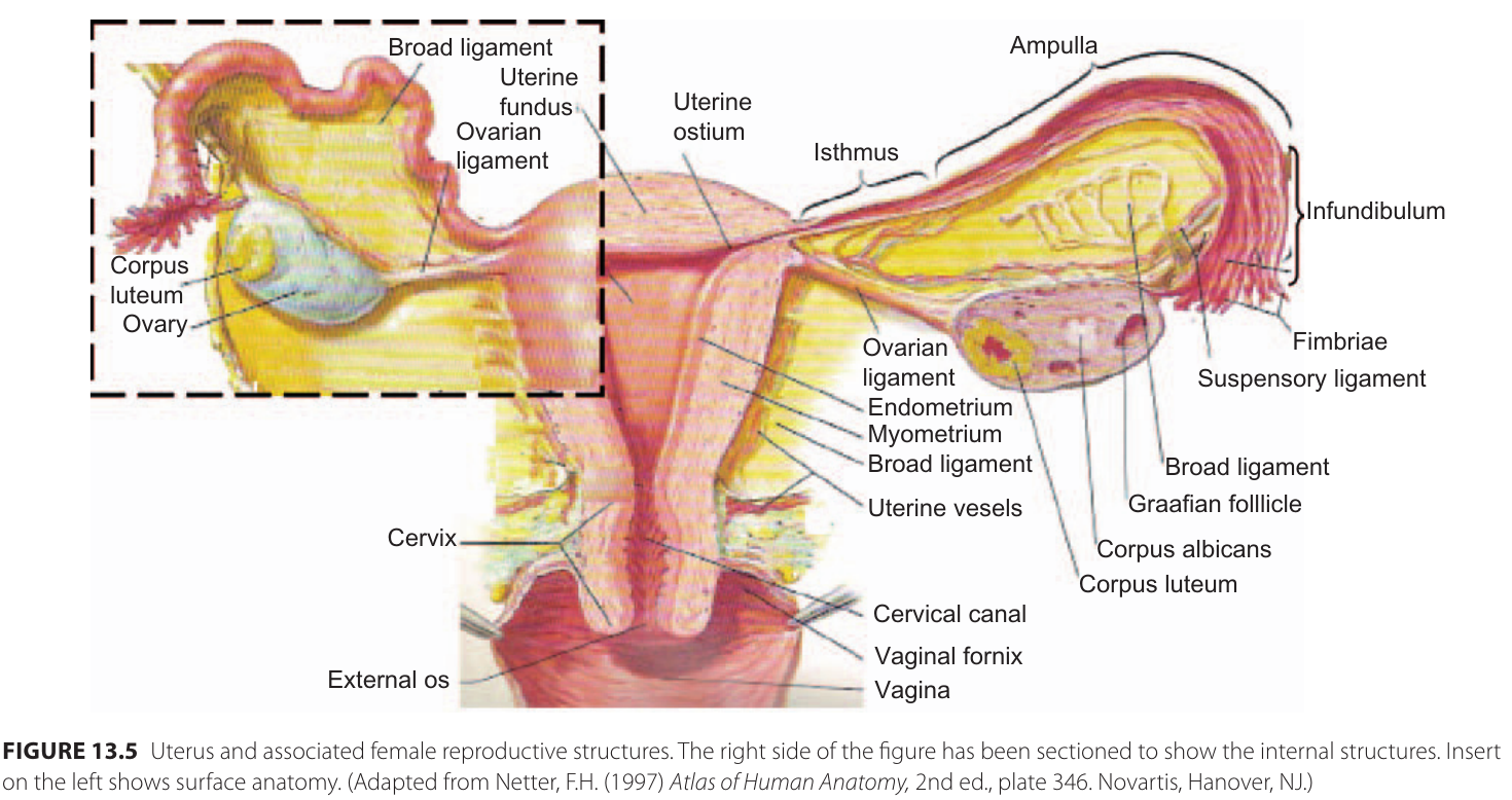 äggstock_anatomi_extra_plus
