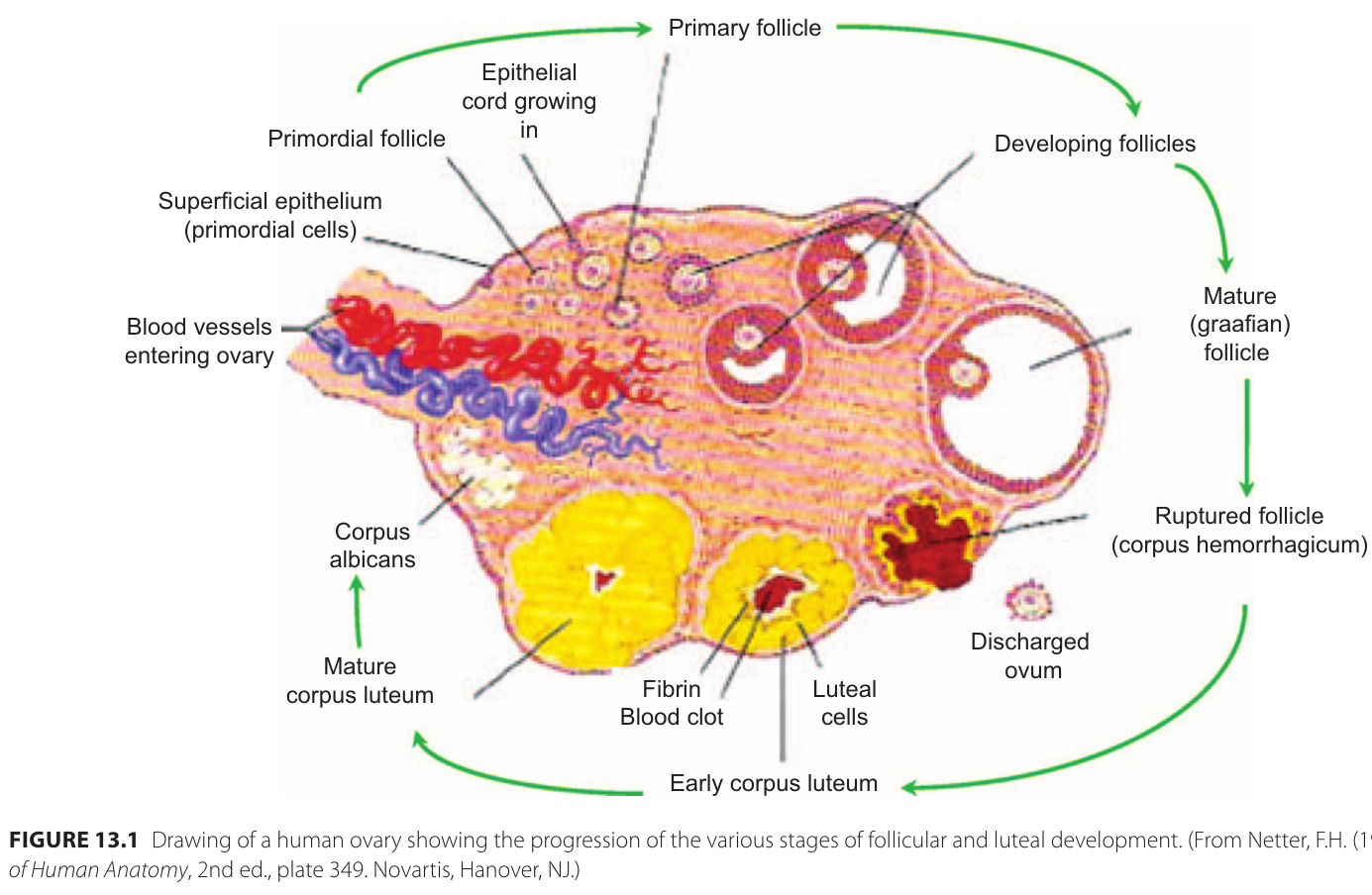 äggstockar_luteal_utveckling