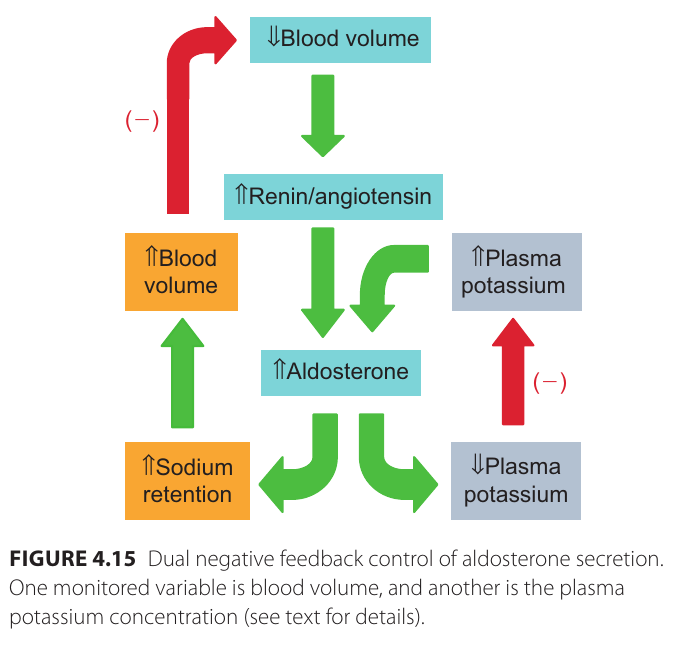 aldosteron_regulation