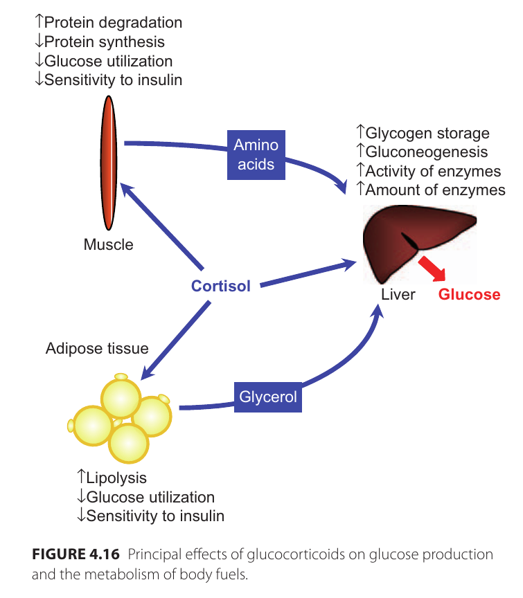 cortisol_metabolism