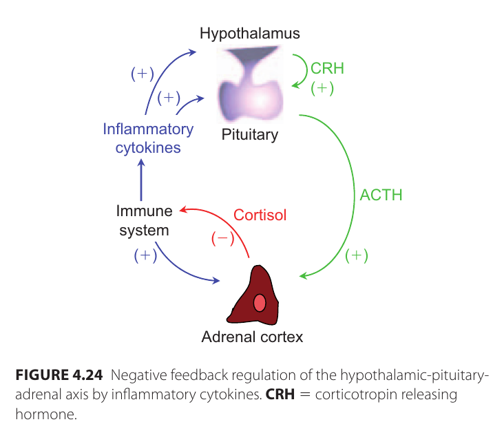 cortisol_reglering_2