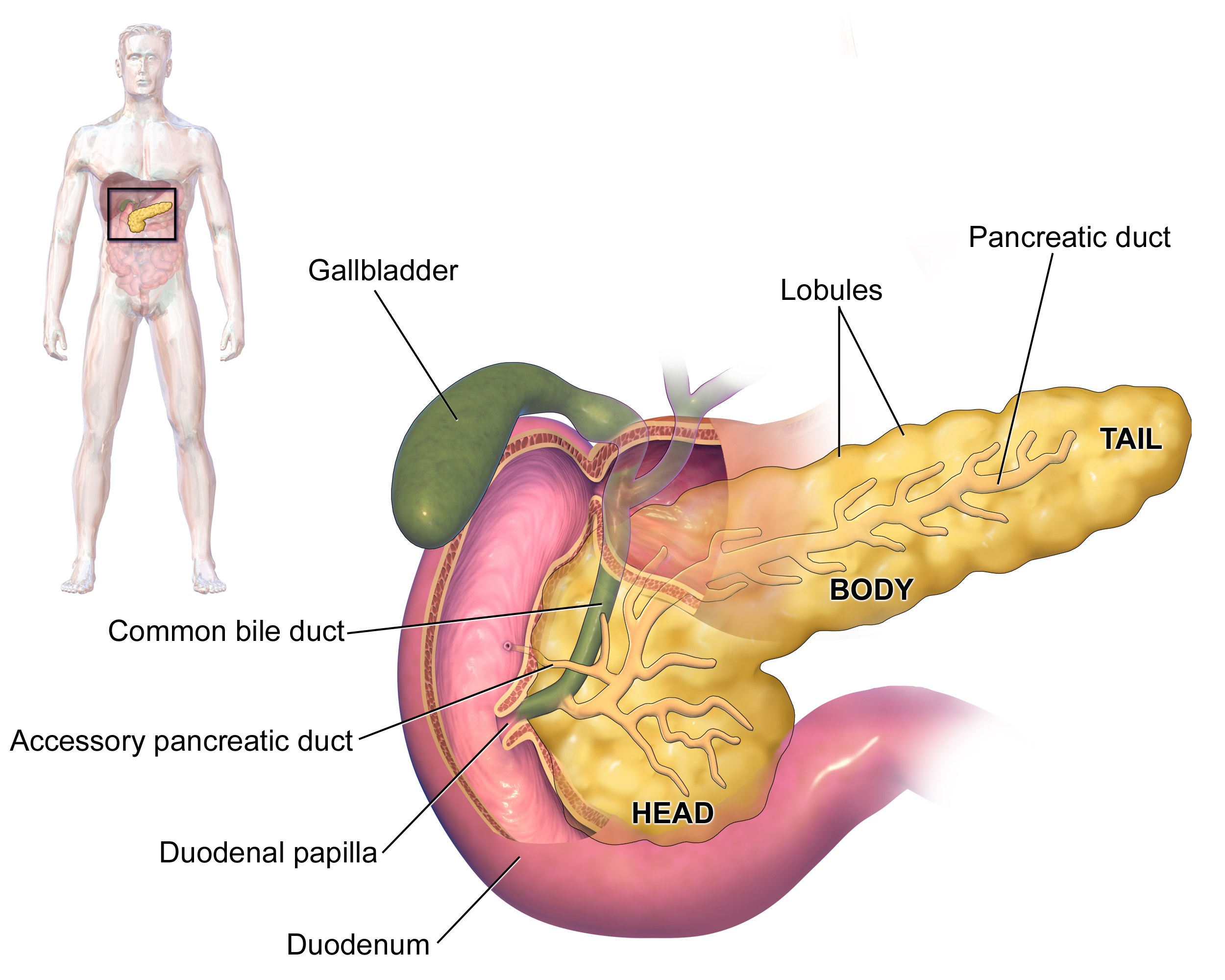 PancreasAnatomy2