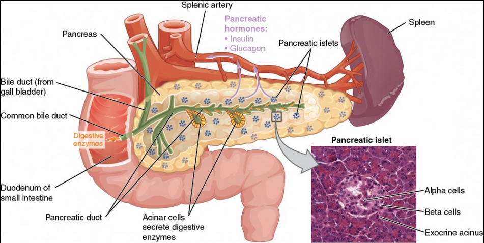 PancreasAnatomy3