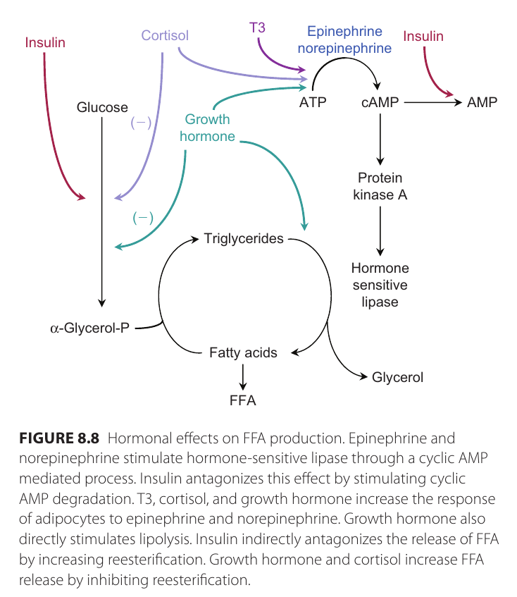 insulin_glukagon_fett