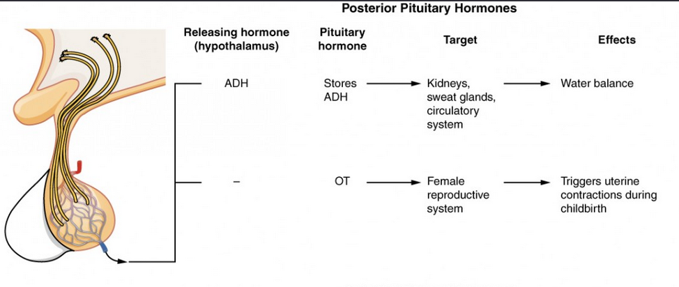 bakre_hypofys_överblick