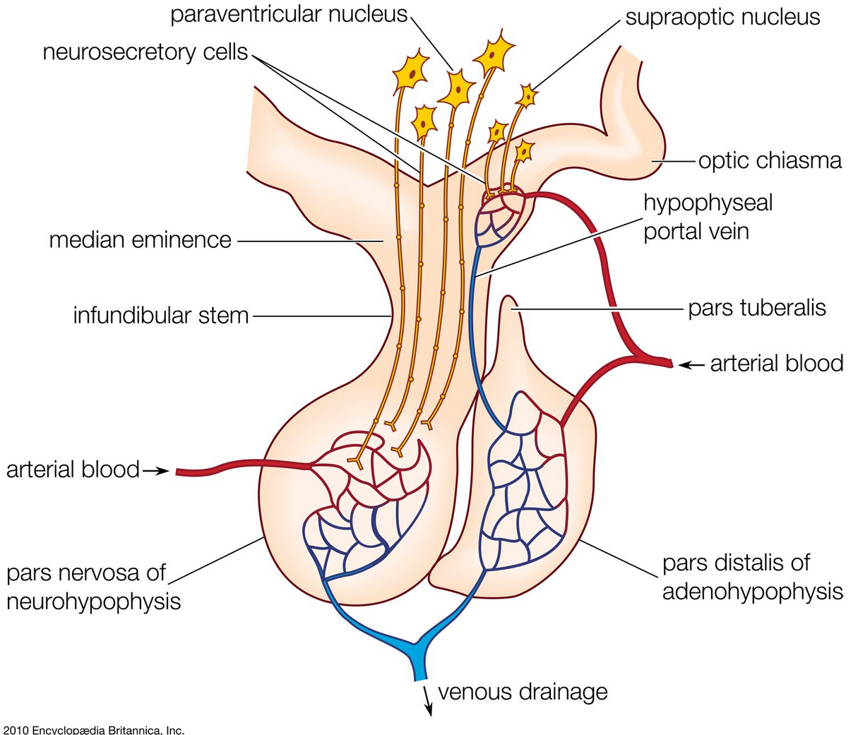 hypofys_anatomi_detaljerad