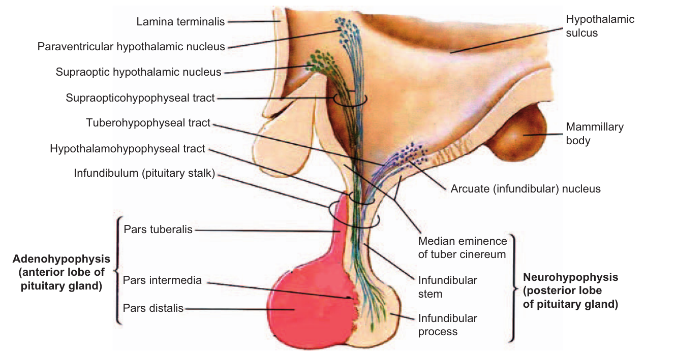 hypofys_anatomi_detaljerad_plius_plus