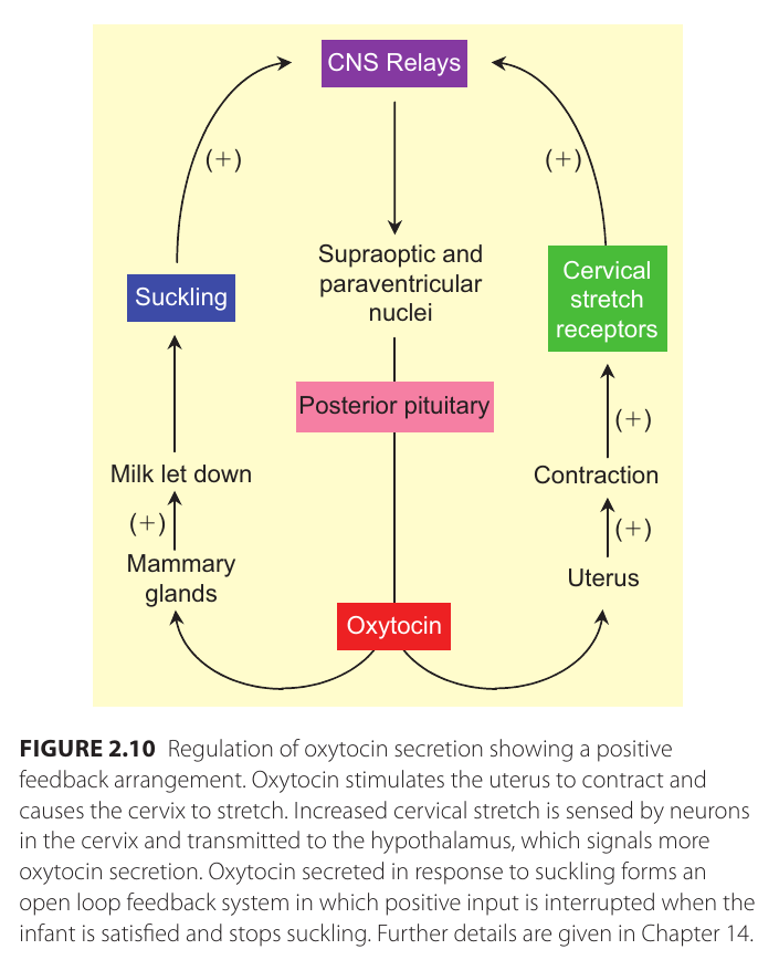 osytocin_regulation