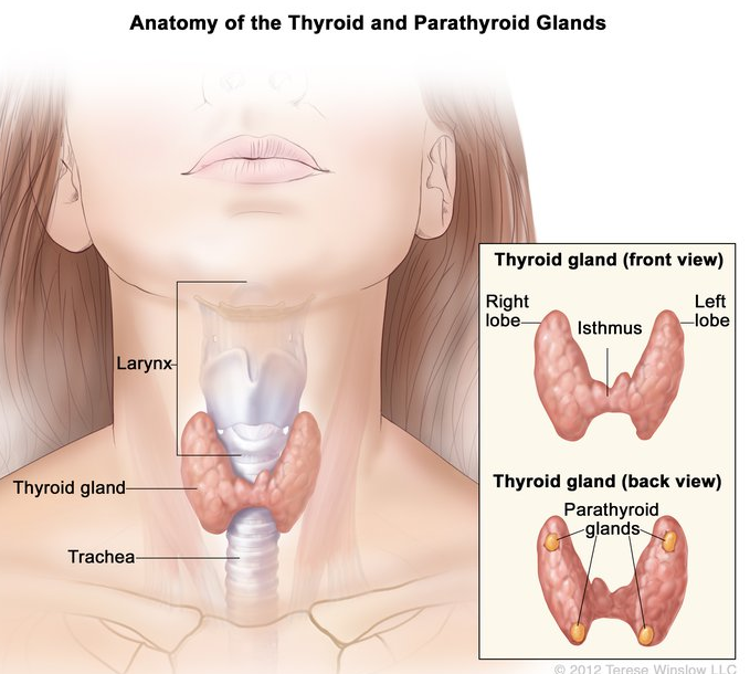 sköldkörtel_anatomi