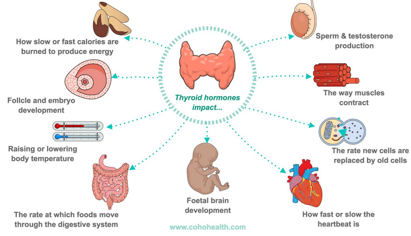 sköldkörtel_hormoner