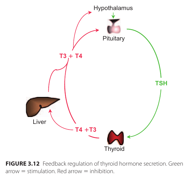 sköldkörtelhormon_regulering_t