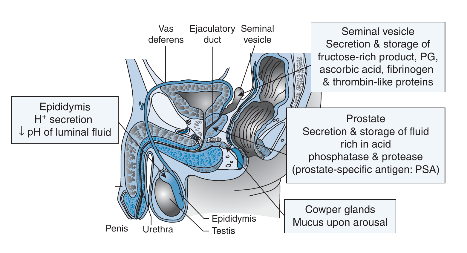 manlig_reproduktion_anatomi