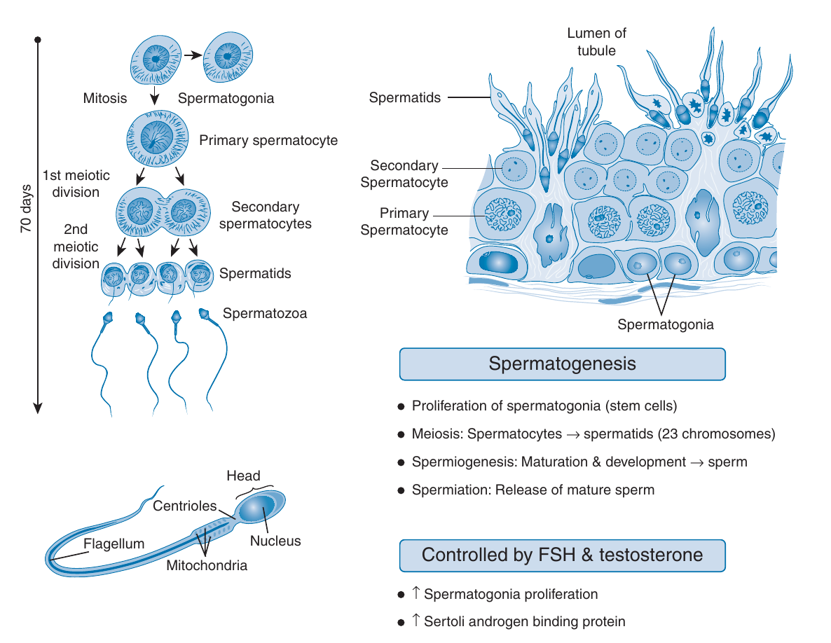 spermatogenes