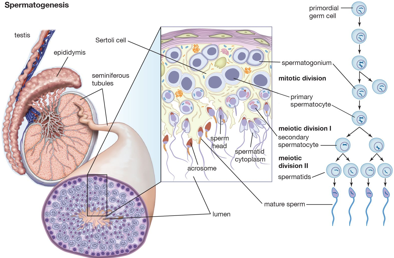 spermatogenes_detalj