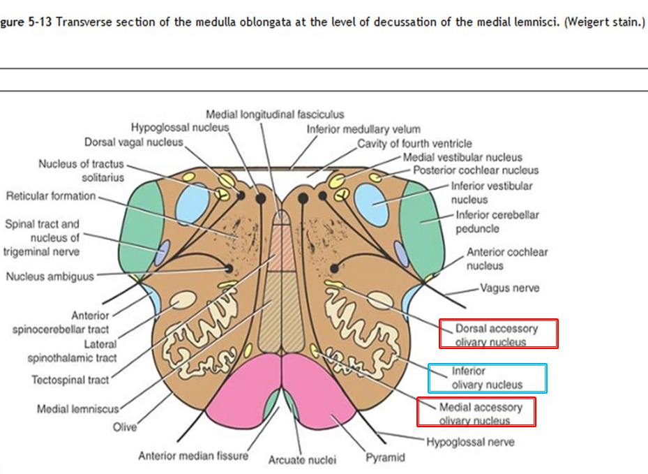 förlängda_märgen_tvärsnitt_medial_leminisci