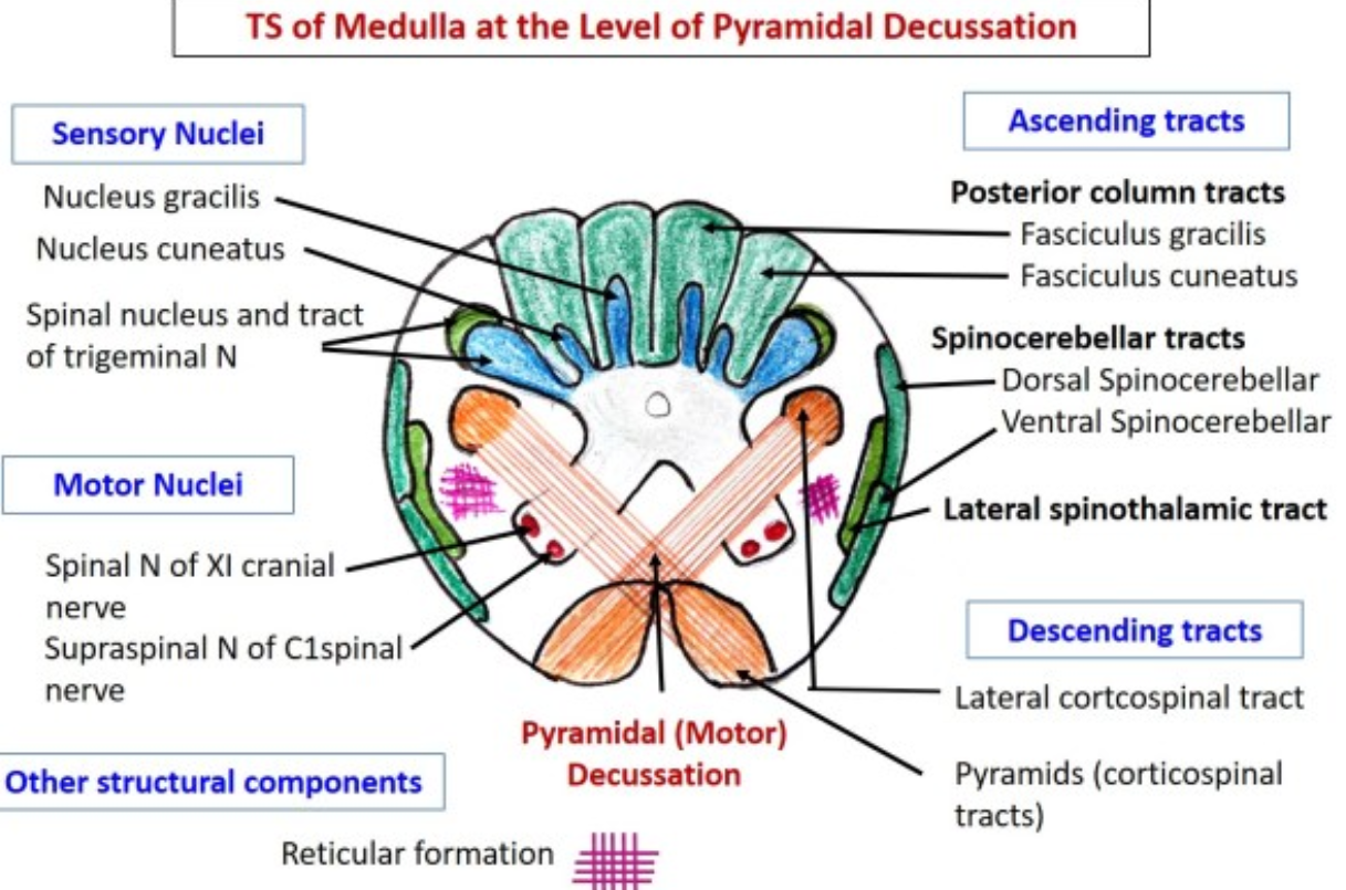 förlängda_märgen_tvärsnitt_pyramidal
