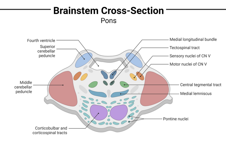 hjärnbrygga_anatomi_tvär_enkel