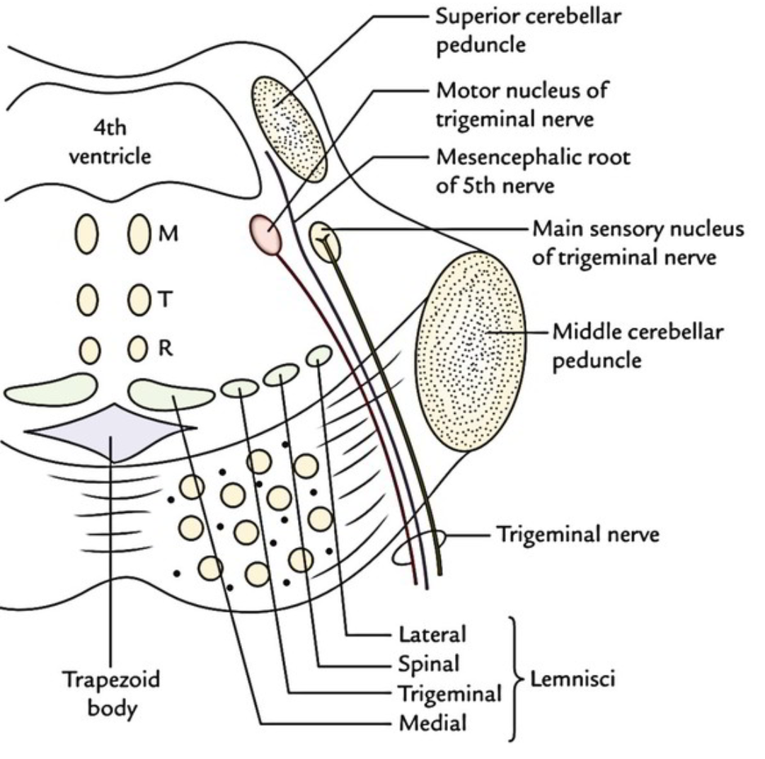 hjärnbrygga_anatomi_tvär_halv