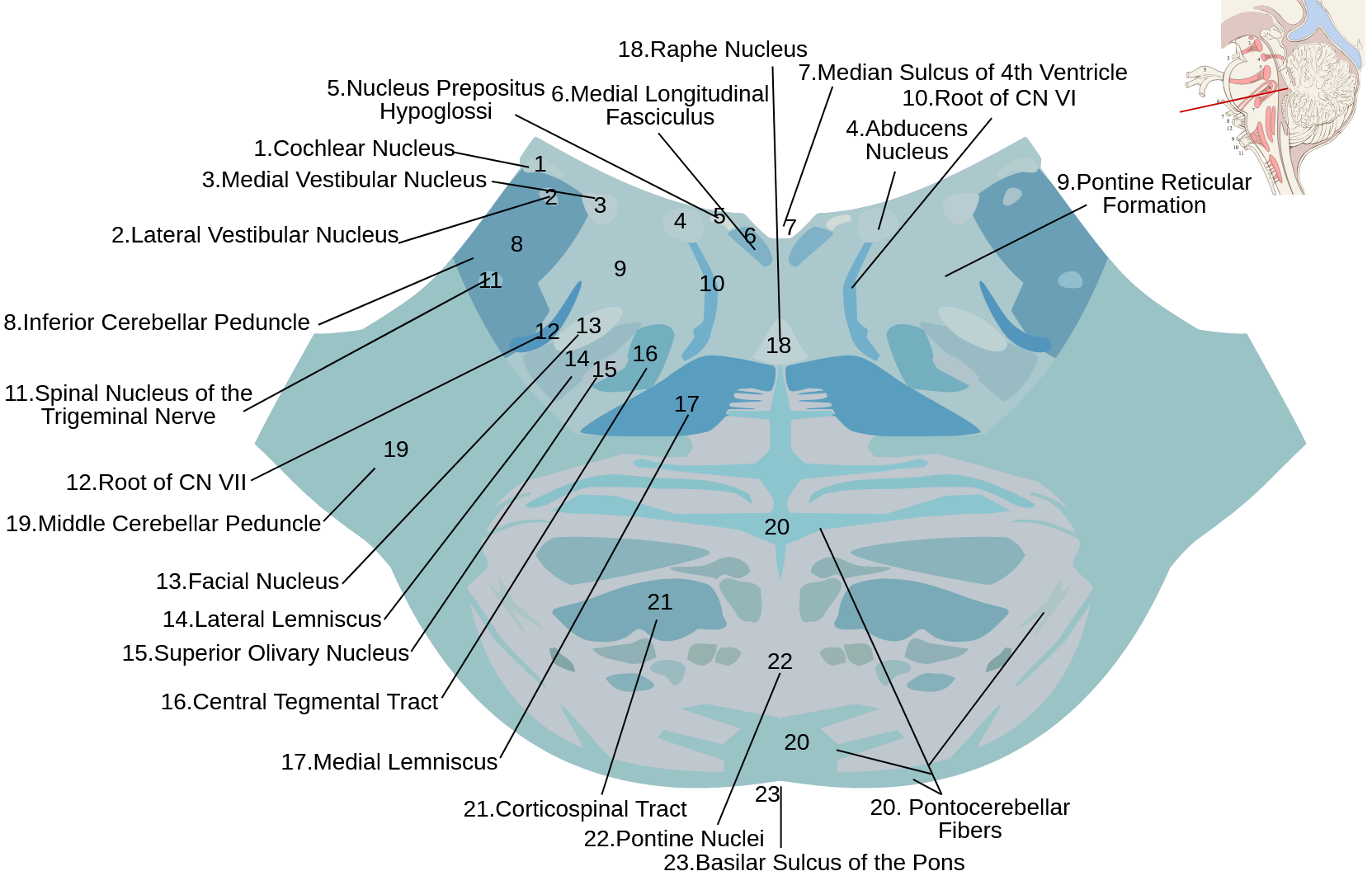 hjärnbrygga_anatomi_wikipaedia_riktig