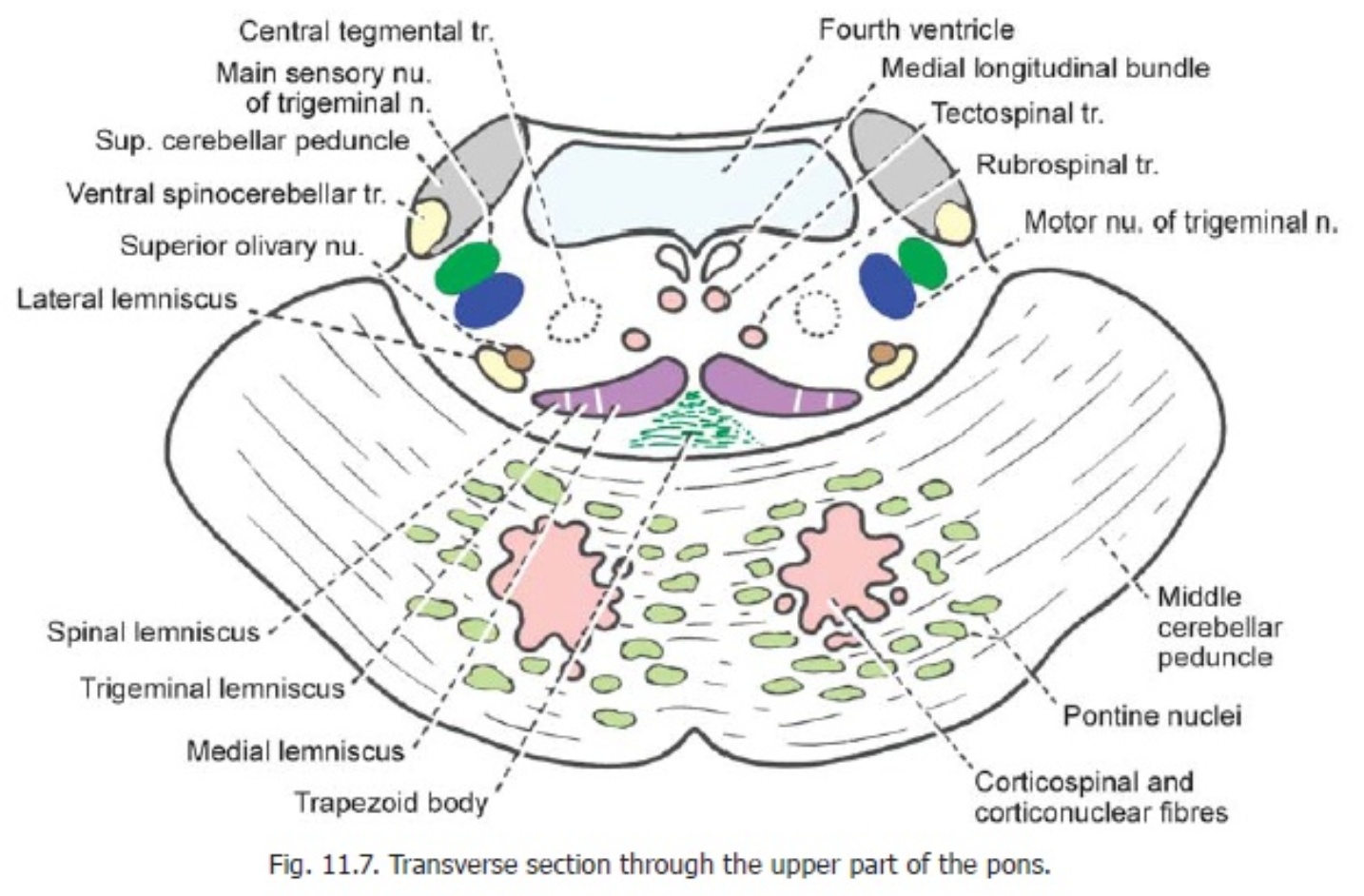 hjärnbryggan_anatomi_transvers_hög